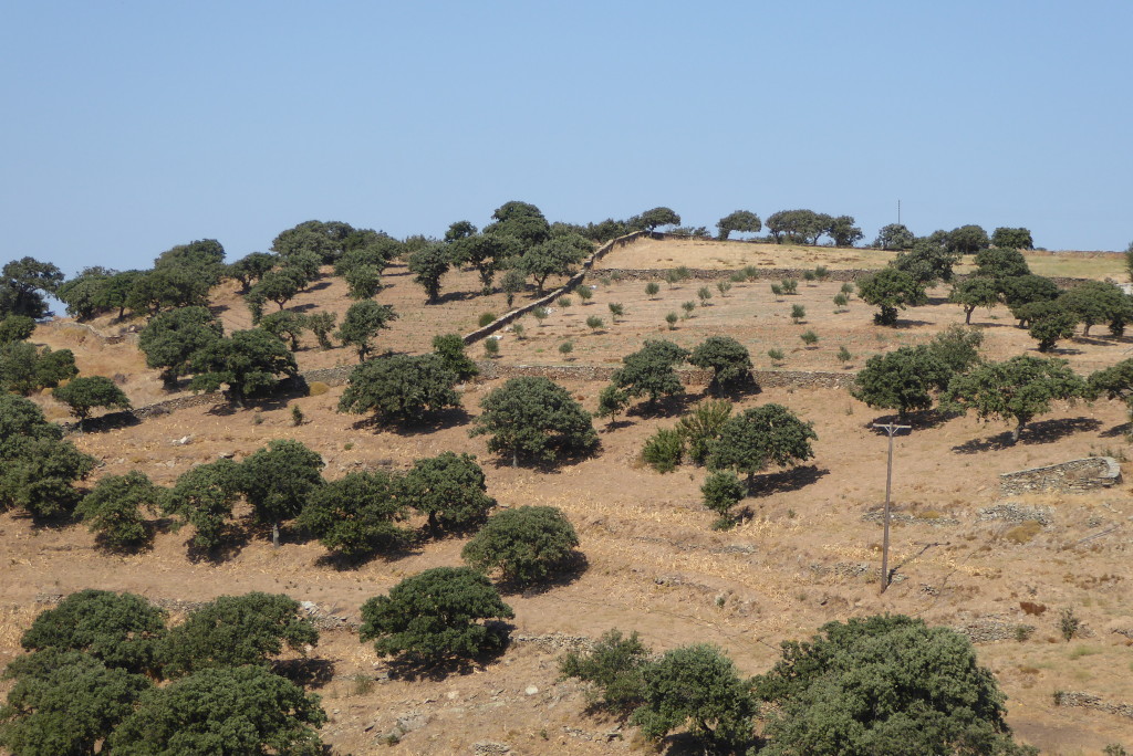 Old and new oak trees on a Kea hillside
